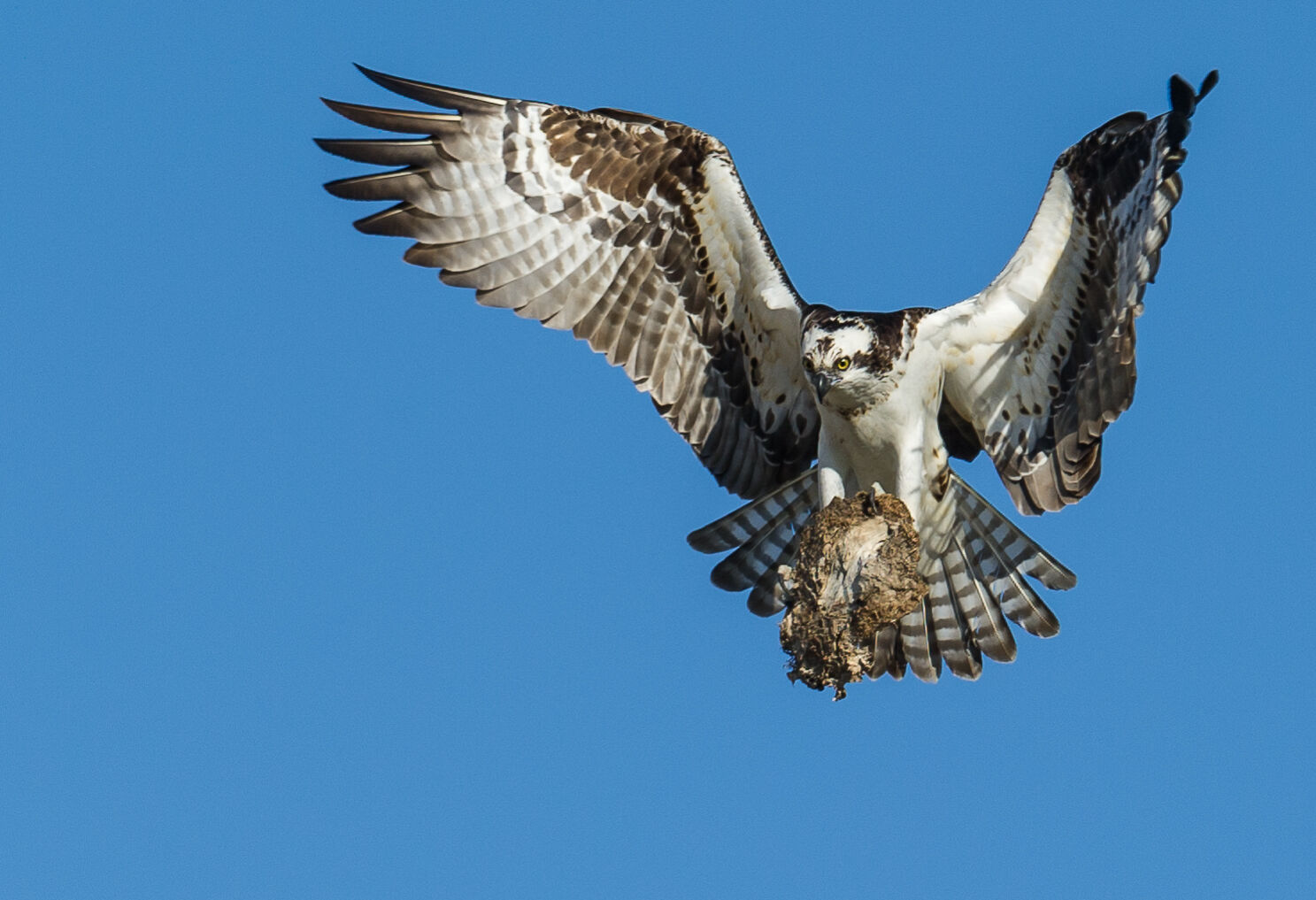 Osprey